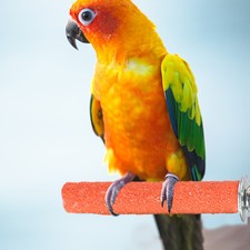 Bird Grinding Stick Frosted Perch Stick for P...