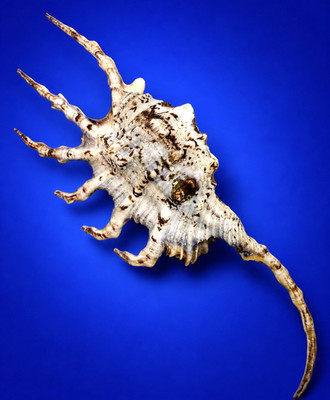 Giant 165mm Spider conch shell Lambis scorpius WHITE w/operculum and data label