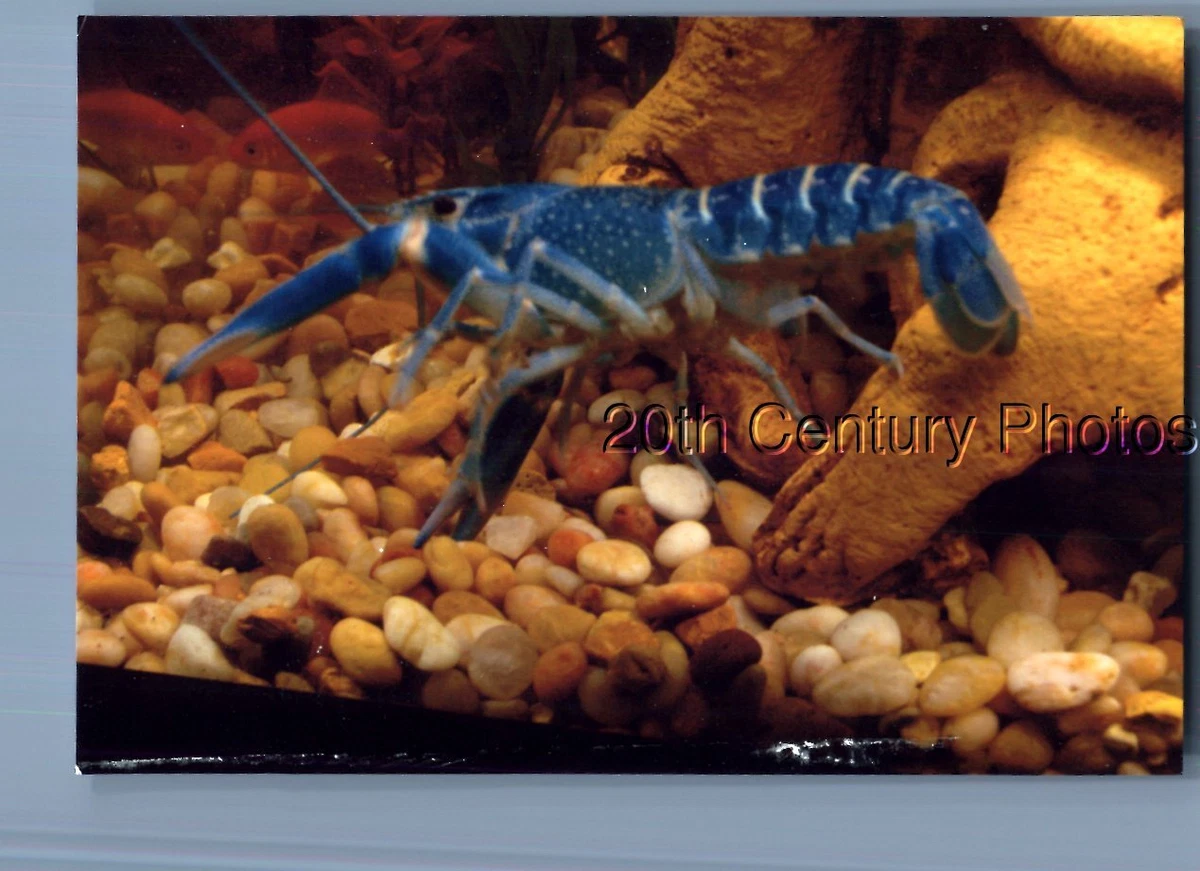 Blue Lobster Aquarium