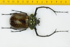 Cheirotonus for collectors | large Euchiridae