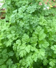 5x Chervil Simple Plug Plants French parsley Vegetables