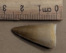 Dinosaur Age 70 Million year old Fossil MOSASAUR TOOTH From Morocco (#R56)