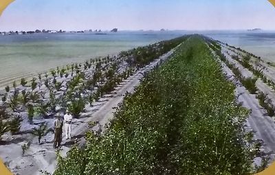 1938, T.F. Lambert [Green] Belt, Rayland, Texas, Magic Lantern Glass Photo Slide