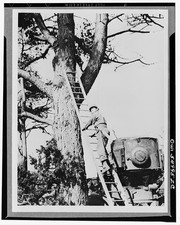 Photo:Tree Surgeon on Ladder Treating Giant Tree 1930s Forestry