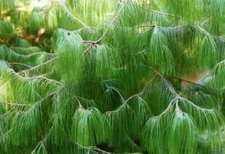 Mexican Yellow Weeping Pine (Pinus patula), 30 seeds