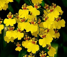 Onc. Gower Ramsey Live Orchid 1B22