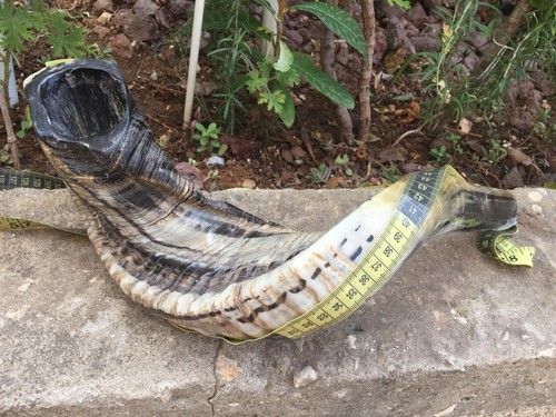 XXL Classical Ram's Ram Horn Kosher Shofar 18-20" Full Natural Fre Shipping+Gift - Picture 2 of 12