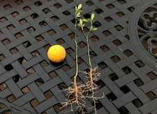 TRIFOLIATE ORANGE 13-18" TREES Quantity 3