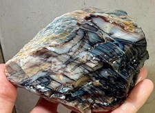 Rare Channel Petrified Wood aka Dawn Redwood Rough! Oregon