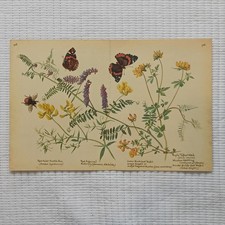 Butterfly Bee Reed Rush Willow Botanical Nature Book Print Wall Art Vintage 1977