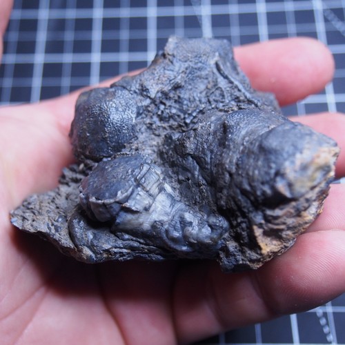 294gr Rugosa, Tabulata Czech Fossil Coral Devonian 1539 - Picture 17 of 22