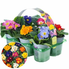 Primrose Mix | 6 Pack of Mixed Colourful Flowering Bedding Plants | 9cm Pots