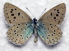 🦋 Large Blue (Phengaris arion) – Authentic British Specimen, Cormwall 1943