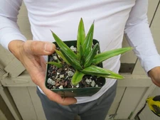 Agave Victoriae Reginae Variegated Cactus