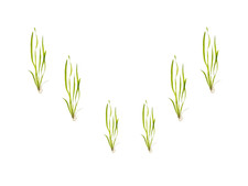 6 Plant Pack Jungle Vallisneria Americana Live Aquarium Plants BUY 2 GET 1 FREE
