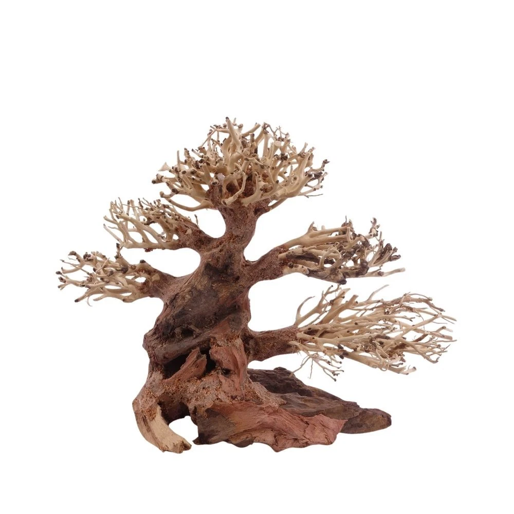 Aquarium Bonsai online kaufen | eBay.de