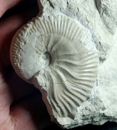 Taramelliceras frequens - Jurassic, Oxfordian ammonite - Picture 2 of 2