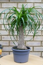 Pony Tail Palm House Plant (Beaucarnea Recurvata) 60cm House Palm Easy Care