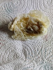 ALBINO PYTHON SNAKE SKIN SHED Reptile Science Show  Tell School Project