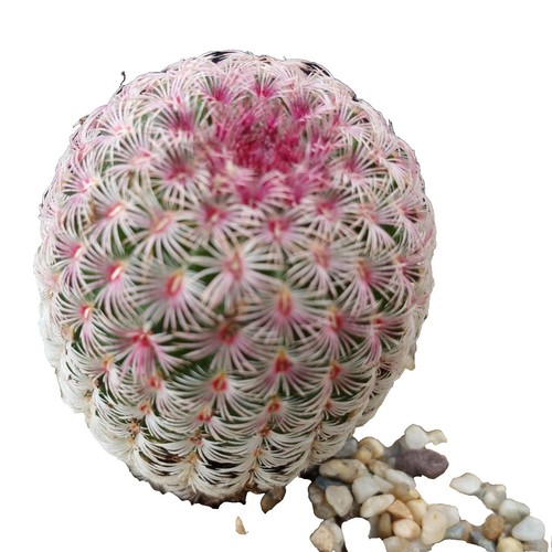 Echinocereus hancockii SEEDS - Hancock's hedgehog cactus | Hancock's  echinocereu | eBay