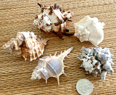 5 MEDIUM LARGE MUREX SEA SHELLS 2-1/4'' TO 3-1/2'' FOR CRAFT OR COLLECTION