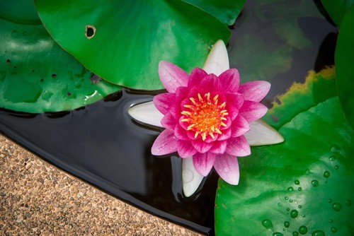 60 Pcs Mix Bonsai Bowl Lotus Seeds, Water Lilys Flower Plant, Lotus Seeds - Picture 14 of 24