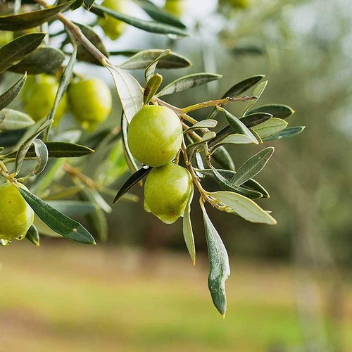 Bio A.L.T OLIVO Concime fogliare NPK 3.14.9,7 + Boro favorisce allegagione 1 LT - Foto 2 di 5
