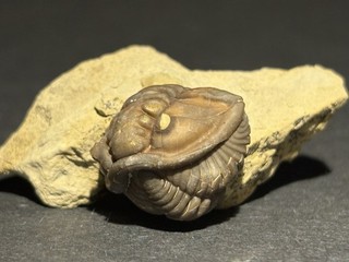 Perfectly Enrolled Flexicalymene meeki From Mt. Orab Ohio