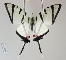 PA20510. Unmounted butterflies: Papilio sp. North Vietnam. New area!!!!!!!!!