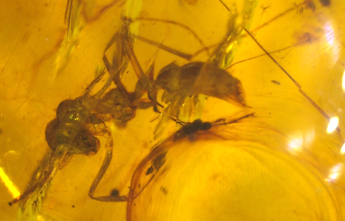 Hermosa hormiga obrera de patas largas en ámbar birmano birmano era de dinosaurios fósiles - Imagen 4 de 11