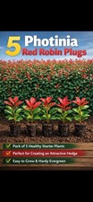 5 Photinia Red Robin  Plugs Evergreen Hedge Plants Fast Growing Hardy FREE Post