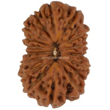17 Mukhi Rudraksha 15.35 mm Java Bead | Grade A Medium | Genuine Natural Bead