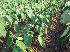 3 Taro Bare Root Bulbs Elephant Ear -khoai Mon Liveplant Fresh Ready To Plant