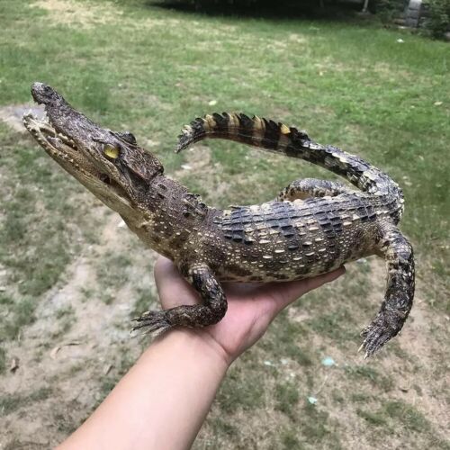 Crocodile Taxidermy Specimen Animal Skull Rare Decor Stuffed Craft New 1pcs - Picture 3 of 6