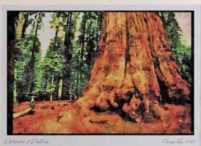 038088 General Sherman Tree Sequoia National Forest A3 Aquarelldruck