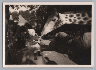 Giraffe Make Neck Long To Little Boy - Zoo Animal - Vintage Photo