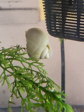 Large Ivory Mystery Snails Healthy Adults Ready for New Tanks