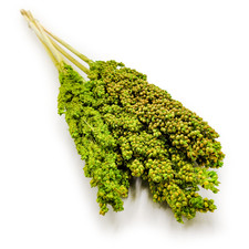 Sorghum millo - (Sorghum) - Seladon 5 Stk