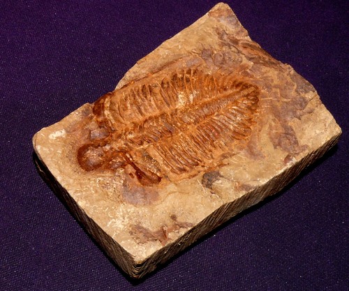 Trilobit aus China 171,0g 80x57x23mm - Bild 1 von 6