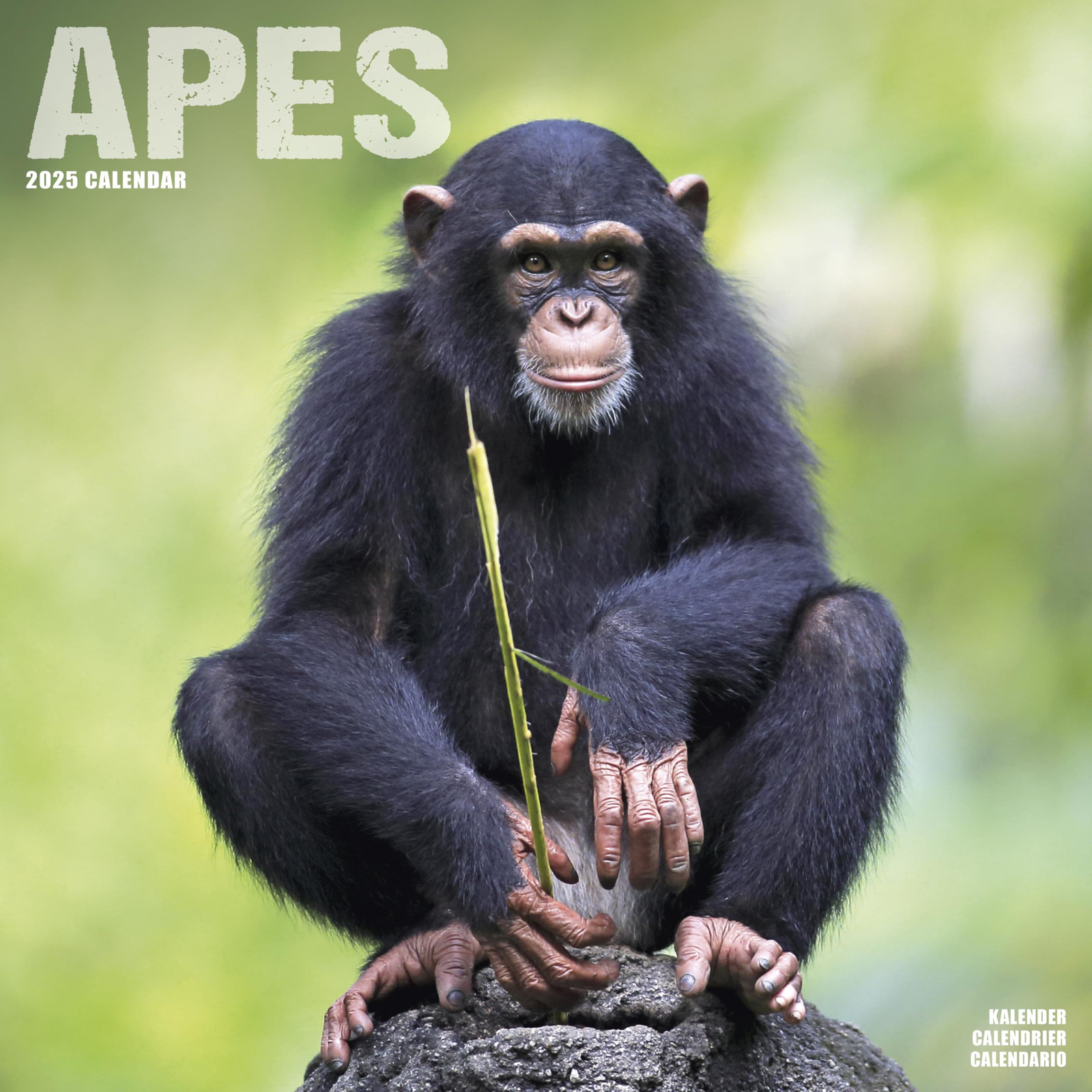 Apes 2025 Square Wall Calendar | Animal, Wildlife, Primate Calendar (r1V)