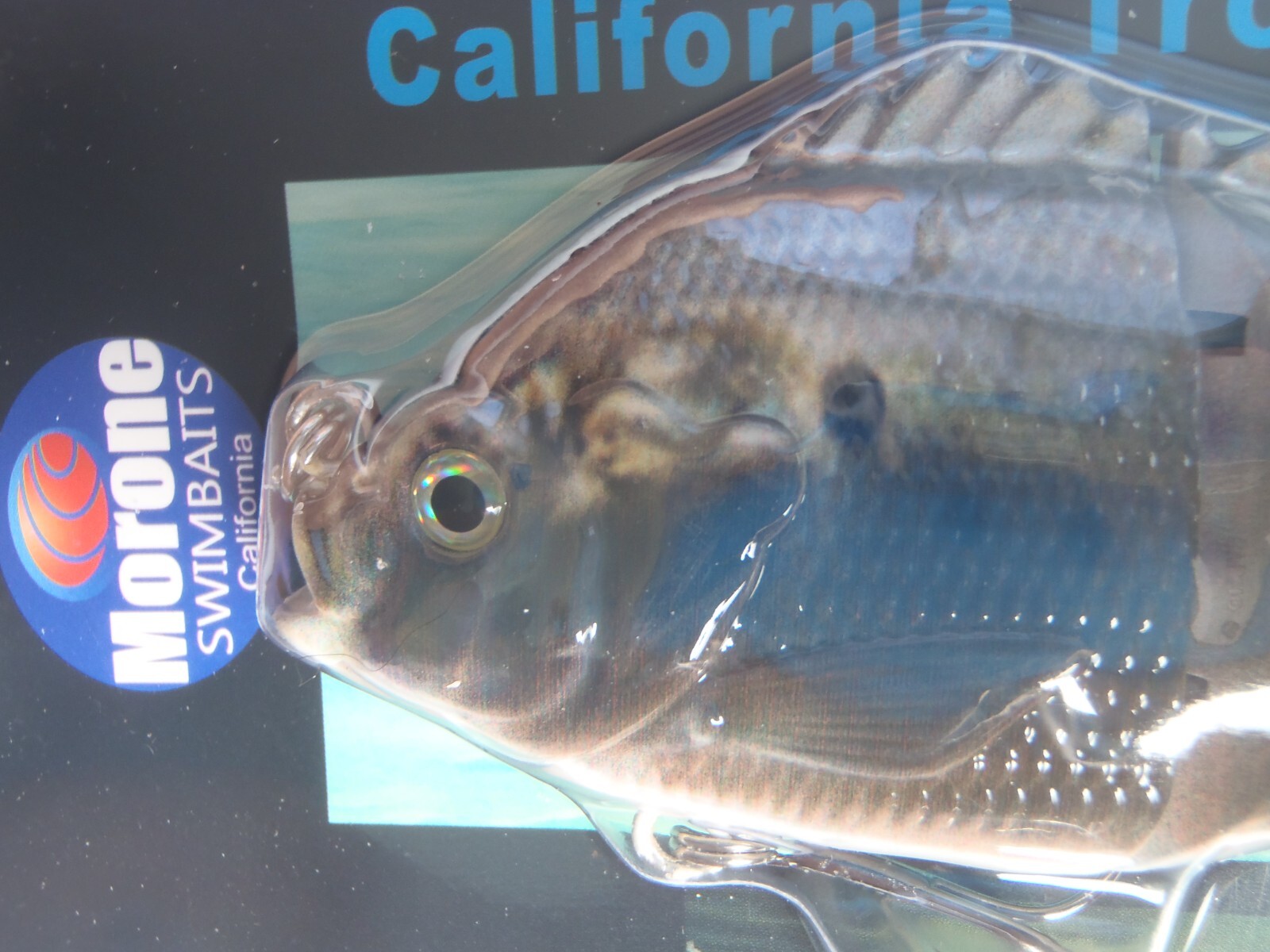 Blue Gill Swimbaits 2 Morone Baby Gill Morning Rapture Swimbait fishing bass - Image 2