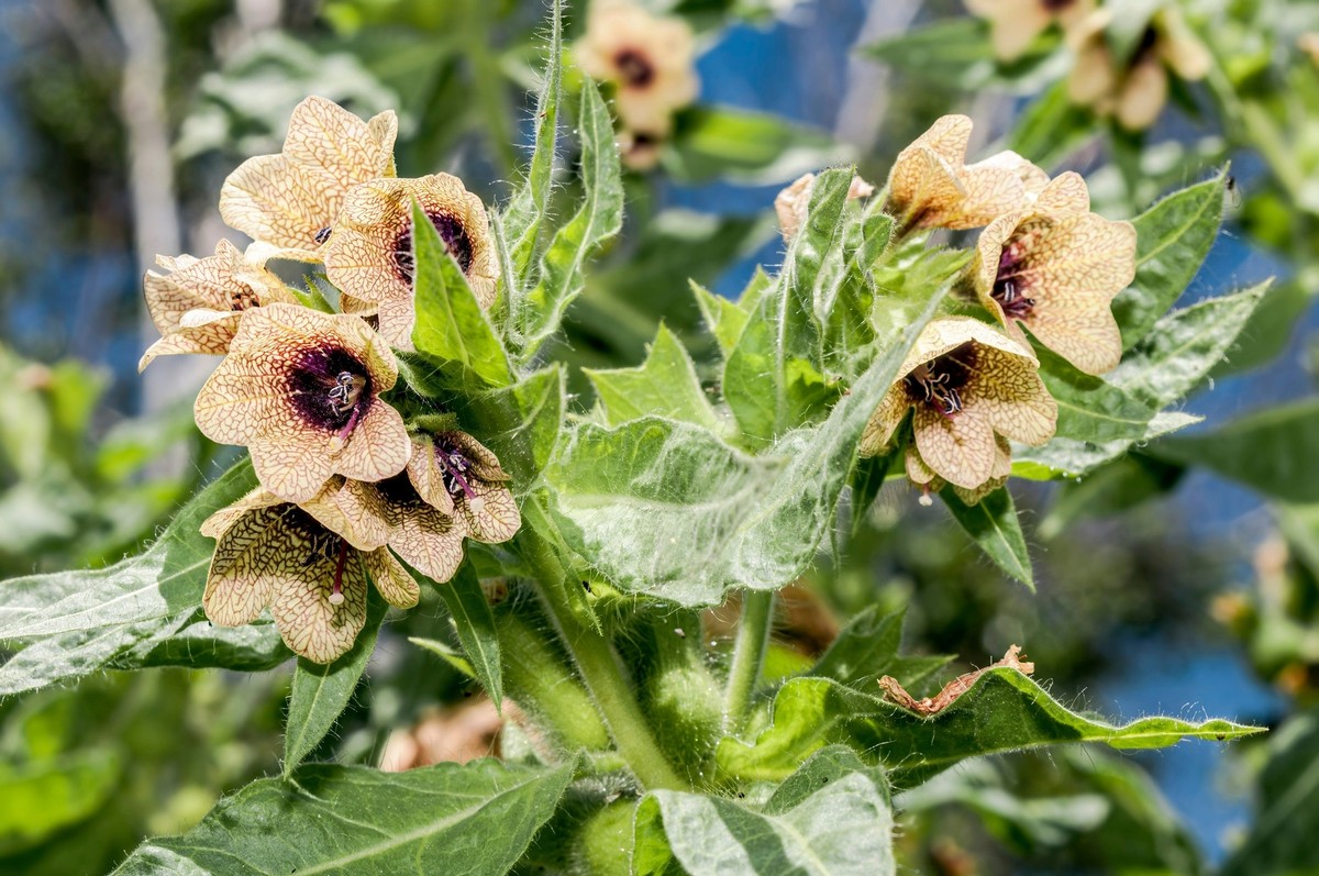 200 Black HENBANE Nightshade Hyoscyamus Niger Flower Seeds | eBay