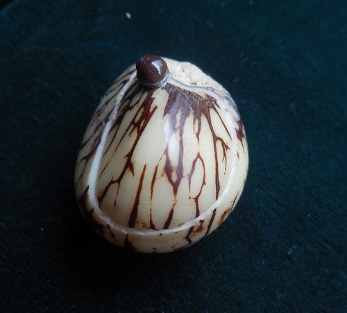 Tagua Nut Palm Ivory Ring Keepsake Pill Box Secret Stash Keepsake Trinket Case - Picture 2 of 11