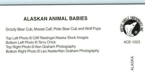 Alaska Animal Babies Grizzly & Polar Bears Cubs Moose Calf Wolf Pups Postcard - Picture 4 of 4