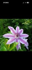 Clematis Nellie Moser Large 2L Pot Climbing Plant Pink Hardy Garden £12.99