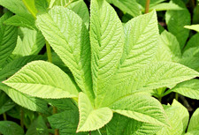 Rodgersia aesculifolia, Chestnut-leaved, Hardy Perennial  Plant in 2 litre