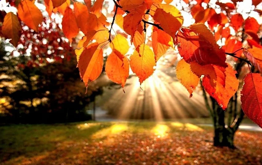 12 Seeds American Hazelnut Tree (Corylus Americana) American Filbert - Image 2 of 4