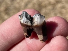 Florida Fossil Deer Tooth Odocoileus virginianus Pleistocene Mammoth Age Mammal