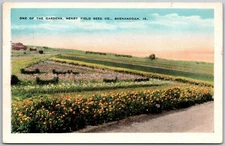 Henry Field Seed Company Garden Shenandoah Iowa - Postcard 5386