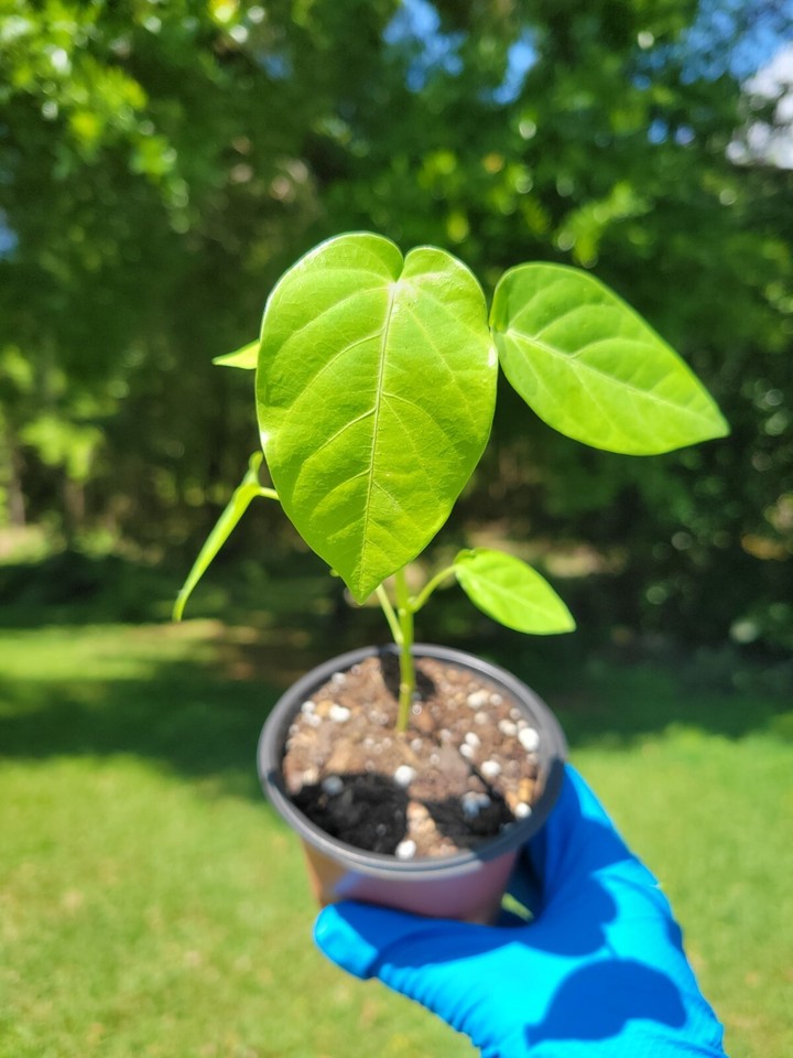 ONE Passiflora Ligularis Plant Sweet Granadilla Passion Fruit 1 Small